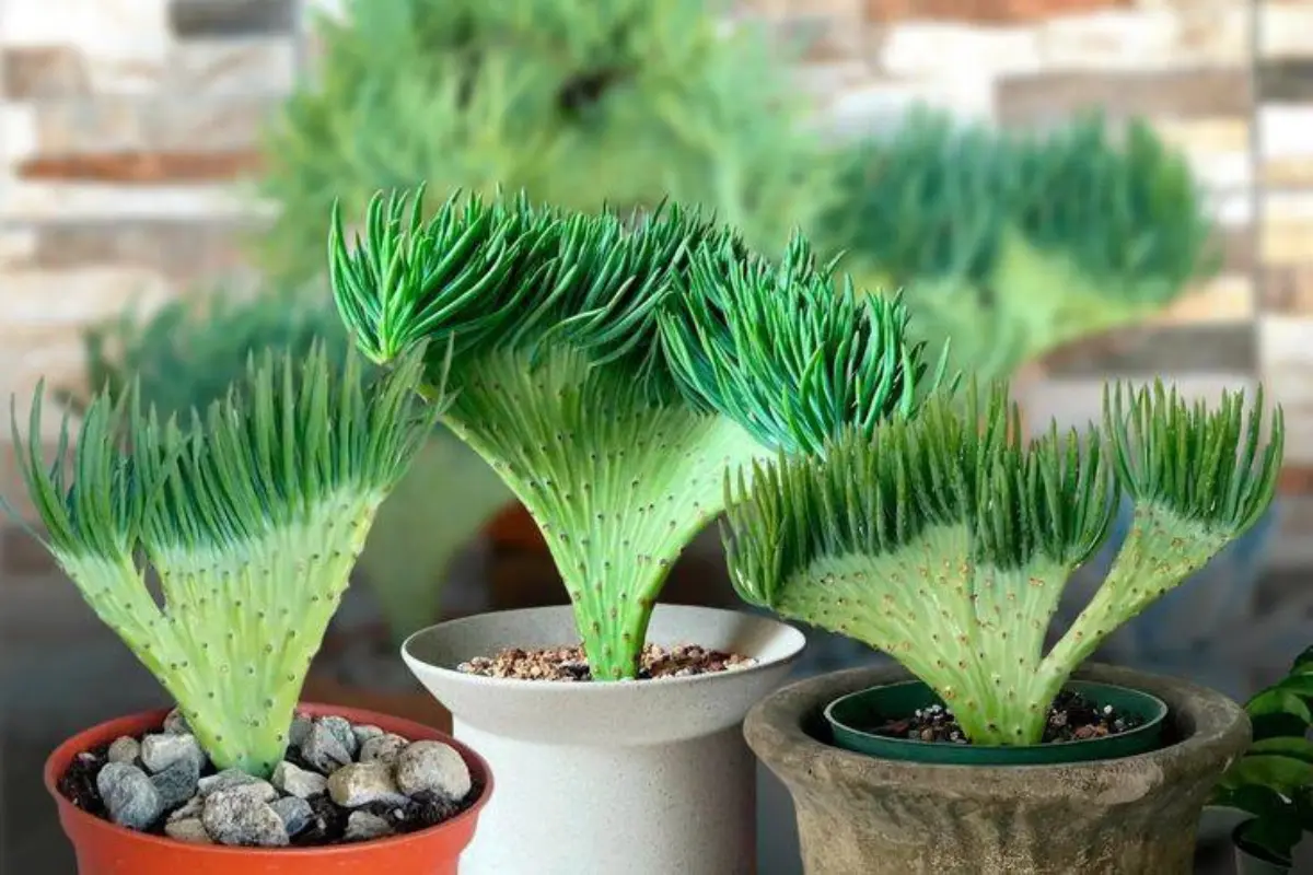 La suculenta Cola de sirena es de las más exclusivas y exóticas, no son fáciles de conseguir. Foto: FB Amor por plantas en general, cactus Suculentas