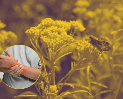 Esta es la planta nativa de Nuevo León que ayuda a aliviar dolores en las articulaciones