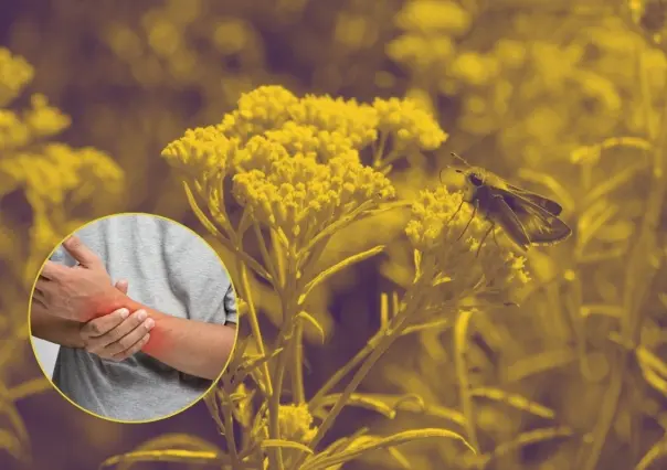Esta es la planta nativa de Nuevo León que ayuda a aliviar dolores en las articulaciones
