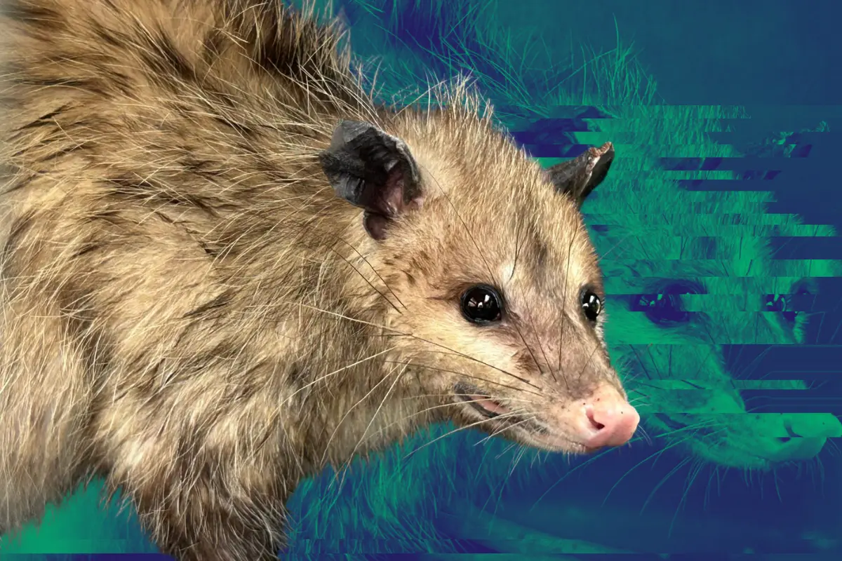 Luego de varios minutos los rescatistas lograron capturar y poner a salvo al marsupial/Foto: POSTA