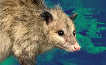 Esto es lo que debes hacer en caso de avistamiento de un animal salvaje en Nuevo León