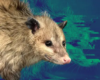 Esto es lo que debes hacer en caso de avistamiento de un animal salvaje en Nuevo León