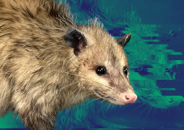 Esto es lo que debes hacer en caso de avistamiento de un animal salvaje en Nuevo León