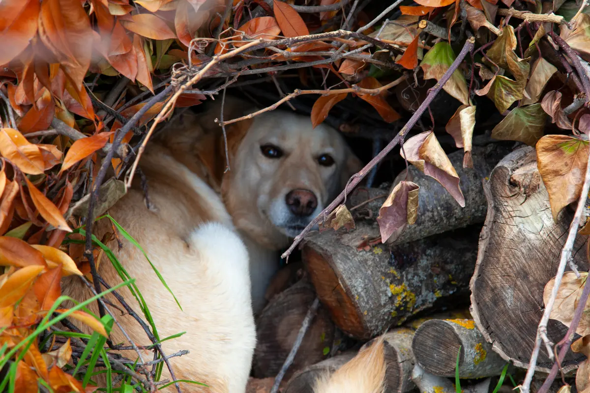 Comprender los miedos de tu mascota es fundamental para cuidar su bienestar emocional y físico. Foto: Canva