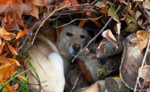 Estos son los 5 miedos que los perros tienen más frecuentemente