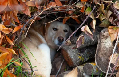 Estos son los 5 miedos que los perros tienen más frecuentemente