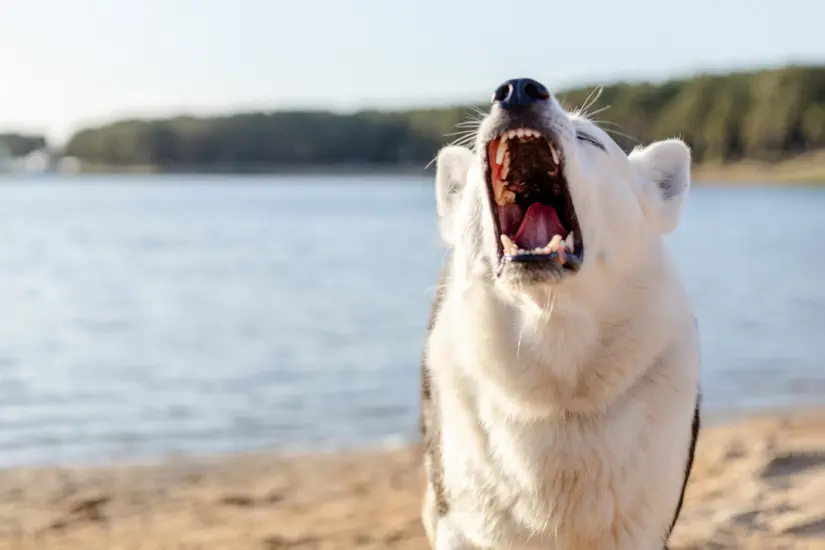Identificar y manejar los miedos de tu perro es clave para su salud y felicidad. Foto: Canva