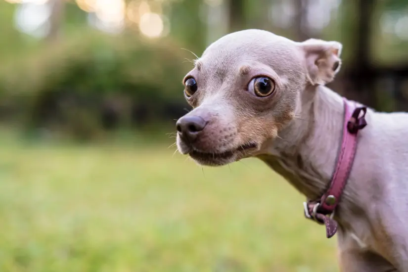 Conocer los temores de tu perro puede ayudarte a mejorar su calidad de vida y reducir su estrés. Foto: Canva