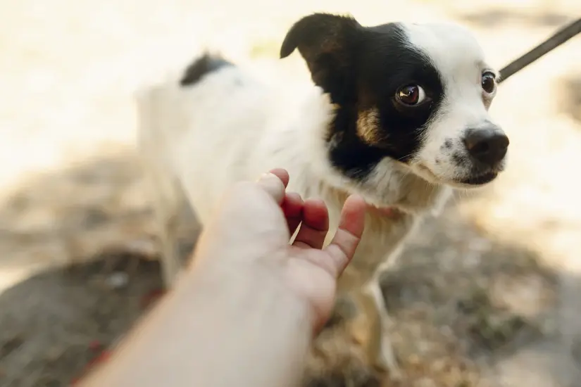 Conocer los temores de tu perro puede ayudarte a mejorar su calidad de vida y reducir su estrés. Foto: Canva