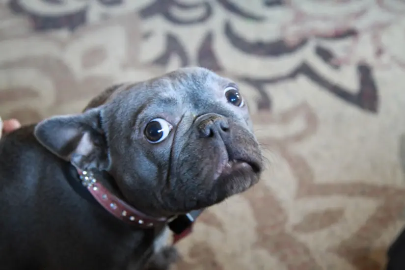Ayudar a tu perro a enfrentar sus miedos es esencial para promover su bienestar emocional. Foto: Canva