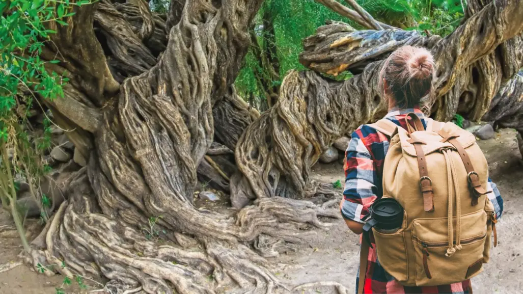 Estos son los olivos de San Javier, plantados en 1699, que aún producen aceitunas
