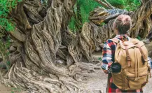 Estos son los olivos de San Javier, plantados en 1699, que aún producen aceitunas