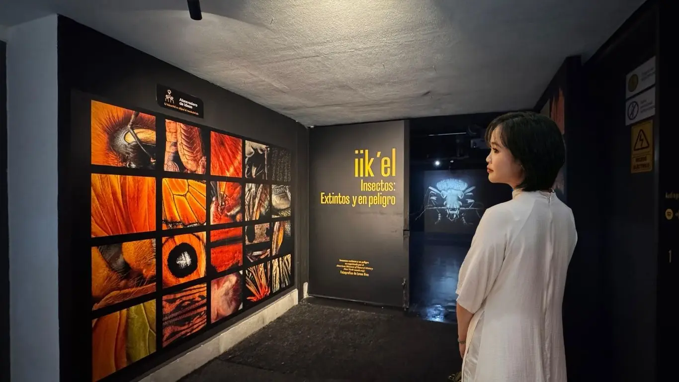 ¿Qué tipo de insectos se pueden observar en la exposición?. Foto: Irving Gil / CANVA