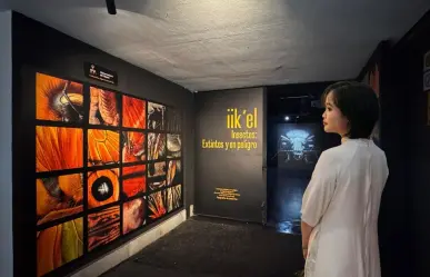 Descubre Iikel en Mérida: Insectos extintos y en peligro te esperan en el Museo de la Luz