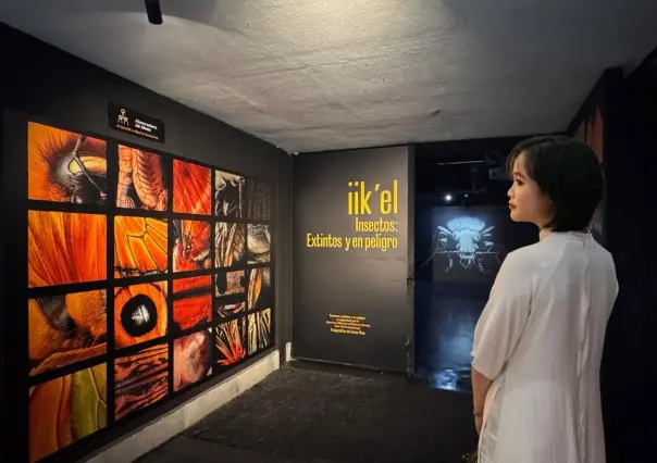 Descubre Iikel en Mérida: Insectos extintos y en peligro te esperan en el Museo de la Luz