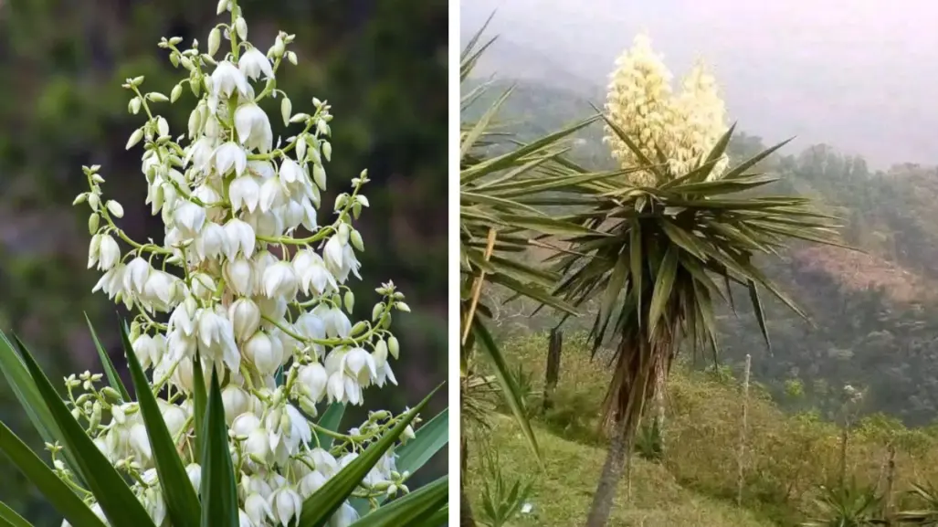 Plantas nativas en Coahuila: la flor de izote, ¿cómo se puede utilizar?