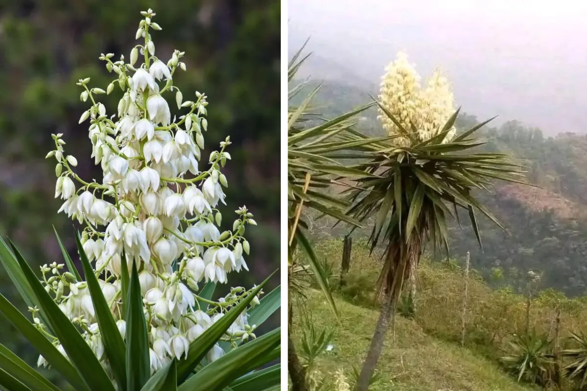 Estas flores no solo destacan por su belleza, sino también por su valor culinario y cultural./ Foto: Canva/ todos somos fortin 2/ El Salvador mi país
