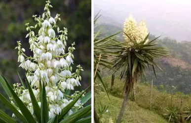 Plantas nativas en Coahuila: la flor de izote, ¿cómo se puede utilizar?