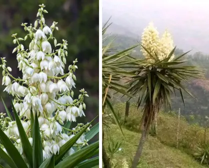 Plantas nativas en Coahuila: la flor de izote, ¿cómo se puede utilizar?