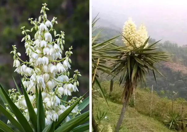 Plantas nativas en Coahuila: la flor de izote, ¿cómo se puede utilizar?