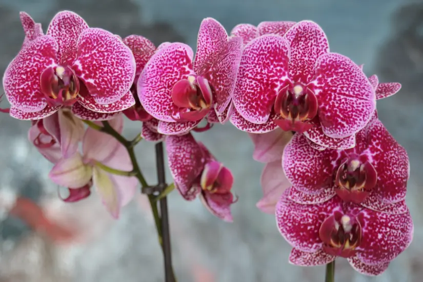 Orquídea silvestre del Cielo. Foto: México Desconocido