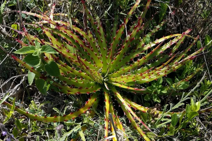 Flor de Peña. Foto: iNaturalist