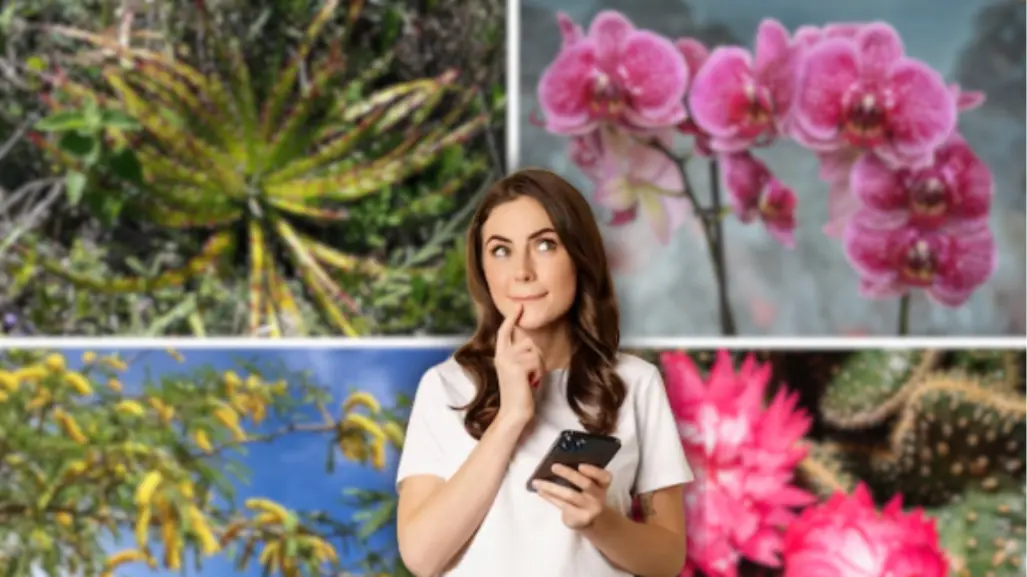 Flores imperdibles que florecen en mayo en Tamaulipas, según la IA