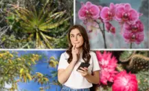 Flores imperdibles que florecen en mayo en Tamaulipas, según la IA
