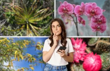 Flores imperdibles que florecen en mayo en Tamaulipas, según la IA