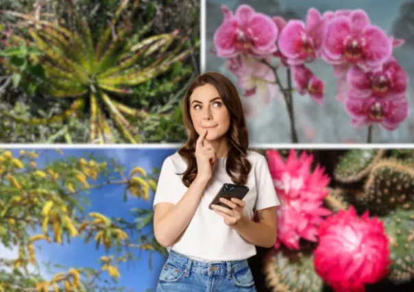 Flores imperdibles que florecen en mayo en Tamaulipas, según la IA