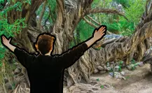 ¿Cómo llegar al olivo de 300 años? Uno de los árboles más antiguos de Baja California Sur