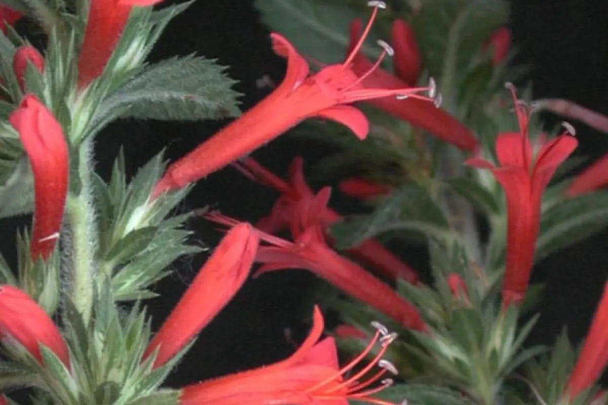 La espinosilla, esta planta se da en el estado de Tamaulipas | Foto: Victoria Jiménez