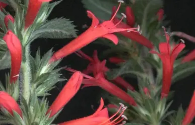 Este longevo árbol nativo puede ser utilizado en Tamaulipas por sus propiedades curativas
