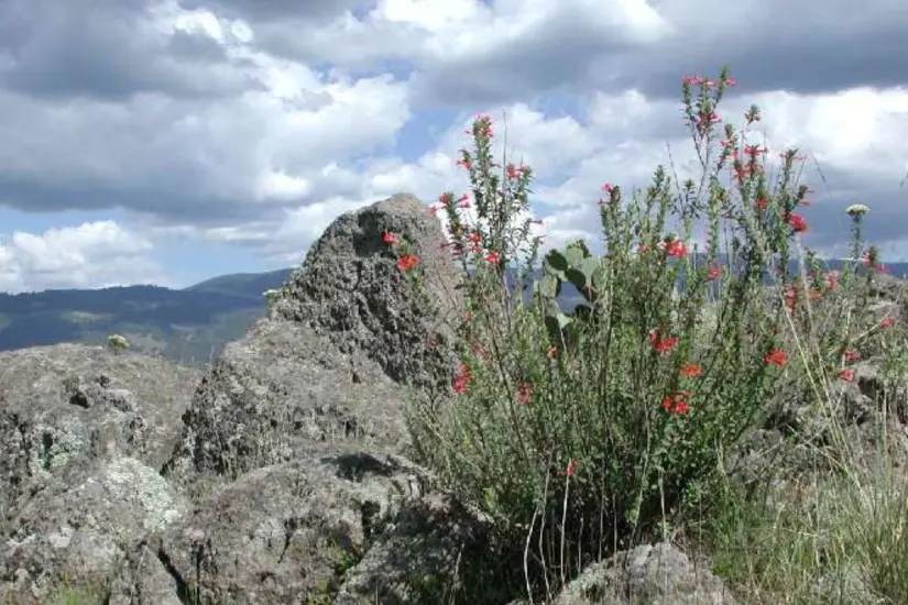 La planta la espinosilla o loeselia mexicana se caracteriza por ser curativa | Foto: CONABIO