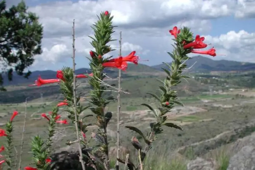 Esta planta curativa la puedes consumir de diferente manera | Foto: CONABIO