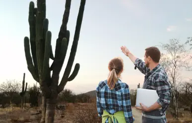 ¿Cómo sobrevive el cactus gigante de BCS más de 300 años en el desierto?