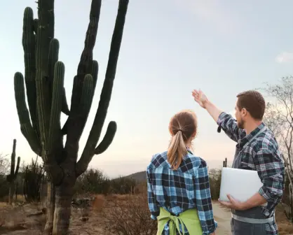 ¿Cómo sobrevive el cactus gigante de BCS más de 300 años en el desierto?