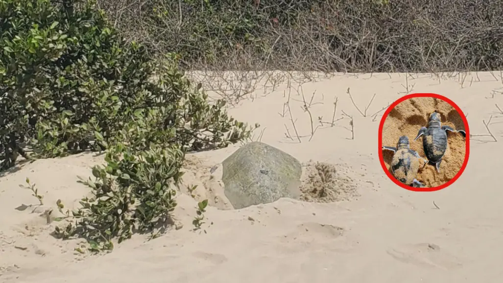 La preservación de la tortuga lora en Tamaulipas va por buen camino
