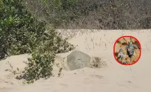 La preservación de la tortuga lora en Tamaulipas va por buen camino