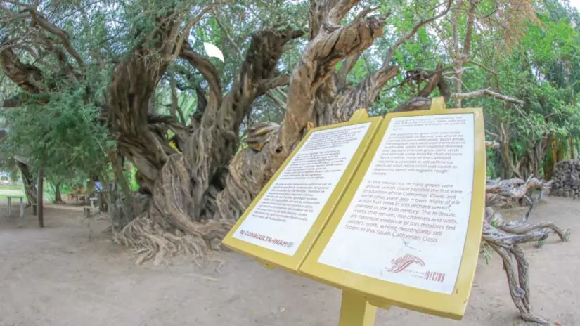 Sembrados hace más de 300 años por misioneros jesuitas, aún siguen en pie. Foto: Loreto Pueblo Mágico 