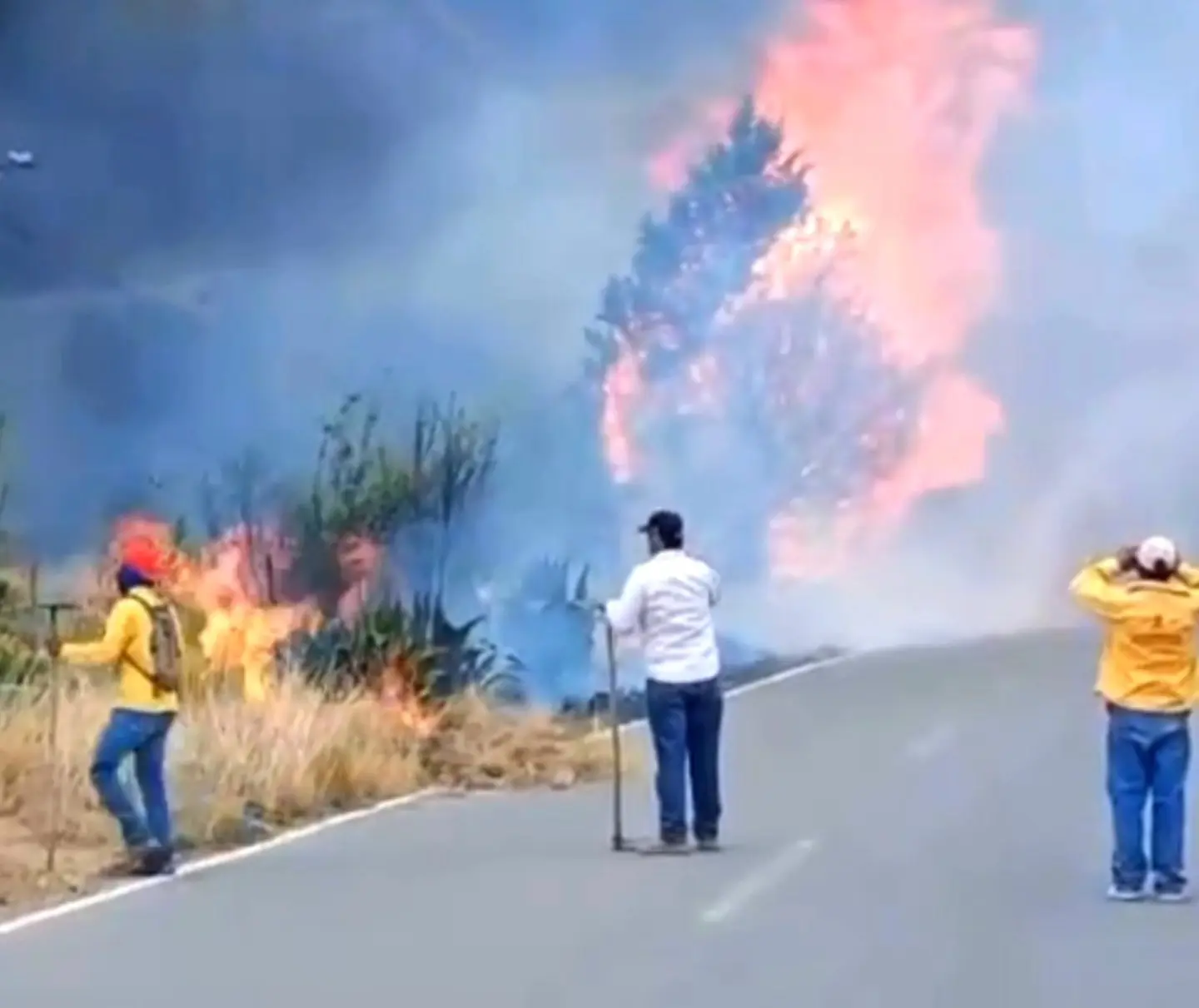 Reportan incendio en el Tunal, Arteaga. Foto de Apoya a tu bosque local.