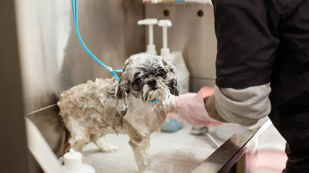 5 consejos para evitar que la ola de calor afecte a tus mascotas