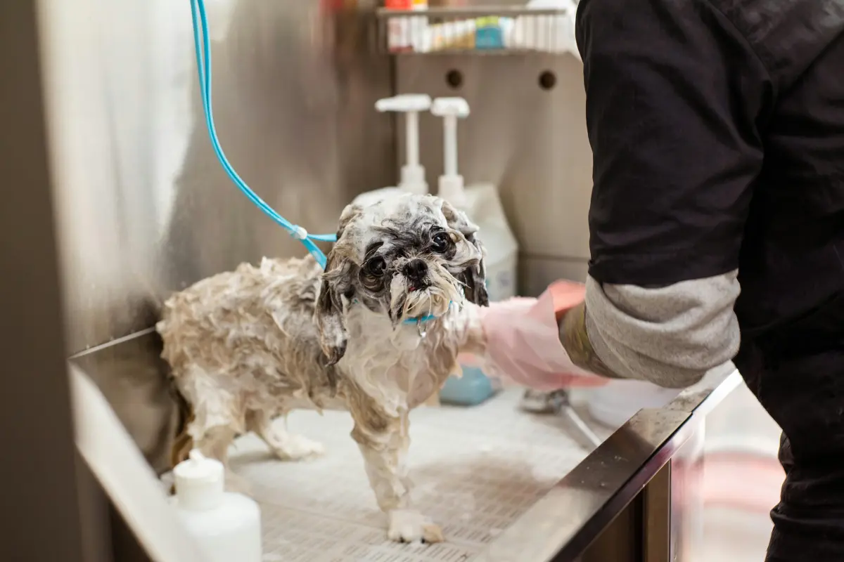 Las mascotas requieren los mismos cuidados que el ser humano para no sufrir golpe de calor. Foto: Canva