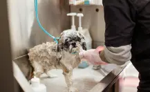 5 consejos para evitar que la ola de calor afecte a tus mascotas