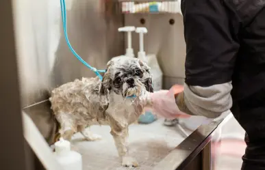 5 consejos para evitar que la ola de calor afecte a tus mascotas