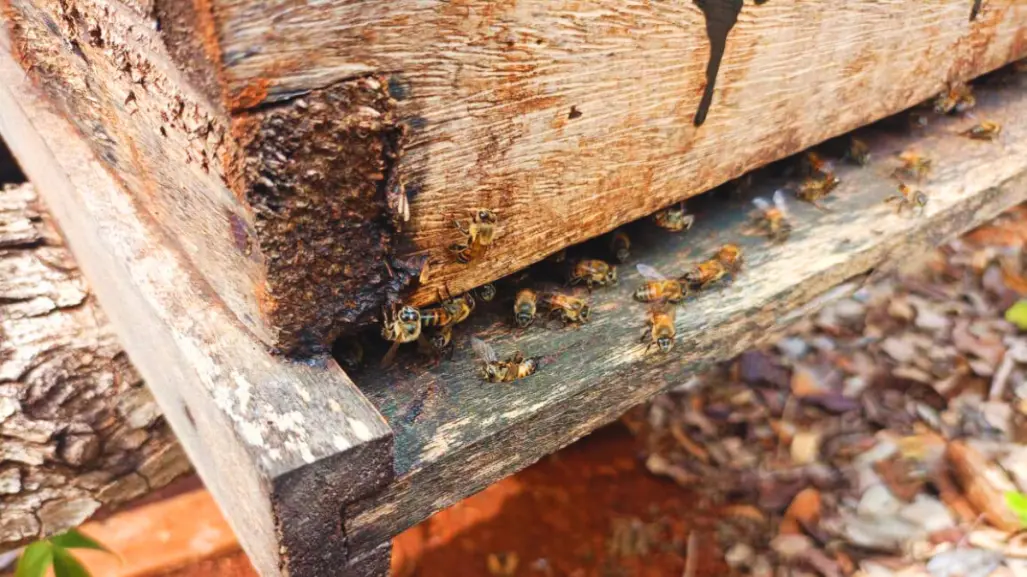 Reportan muerte masiva de abejas en Nohalal, comisaría de Tekax, en extrañas condiciones