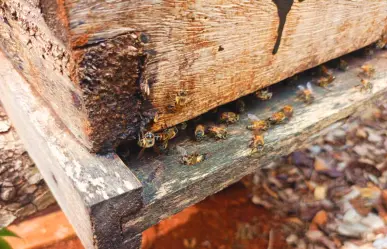 Reportan muerte masiva de abejas en Nohalal, comisaría de Tekax, en extrañas condiciones