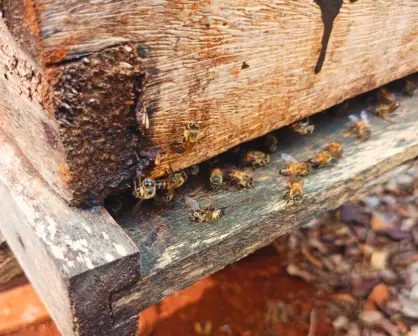 Reportan muerte masiva de abejas en Nohalal, comisaría de Tekax, en extrañas condiciones