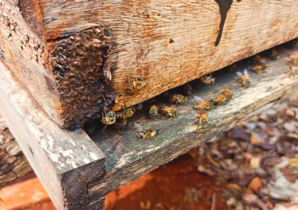 Reportan muerte masiva de abejas en Nohalal, comisaría de Tekax, en extrañas condiciones