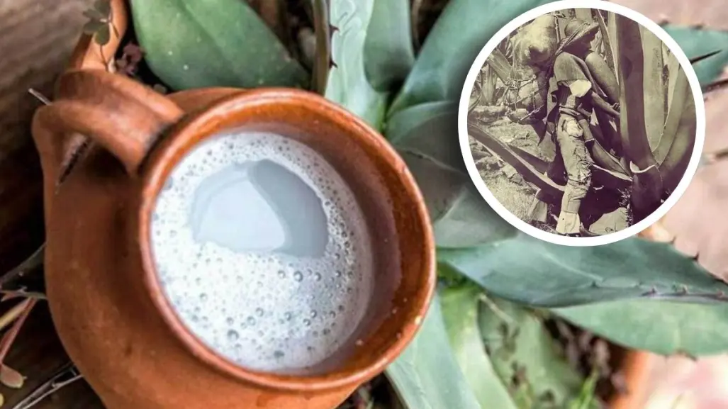 Plantas nativas en Coahuila: conoce la bebida ancestral del desierto